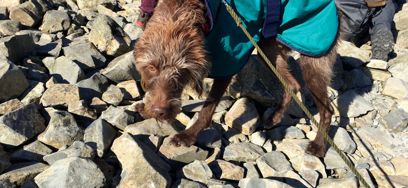 German wire haired pointer Harry -Harry dog on Scafell Pike