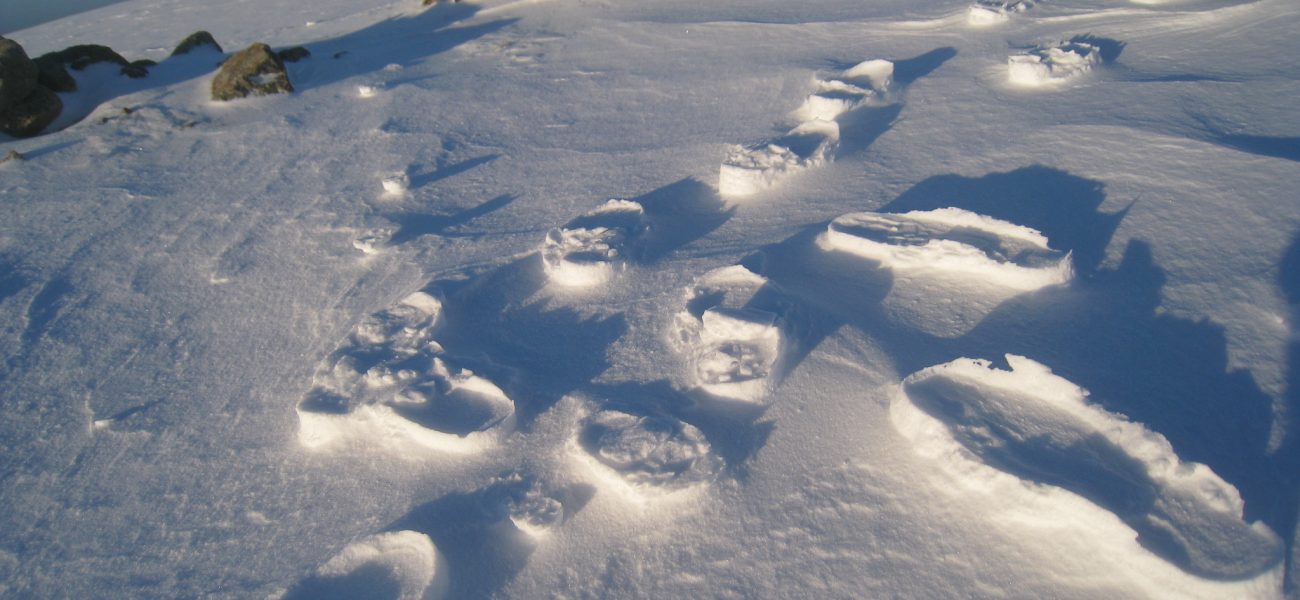raised wind blown footprints winter walking days